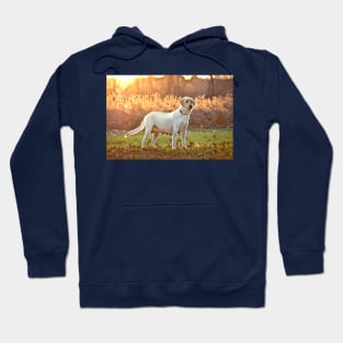 Posing Yellow Labrador Hoodie